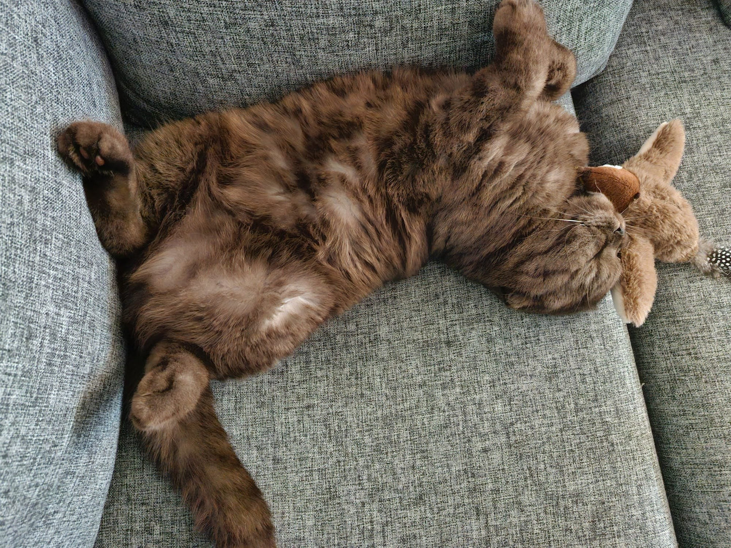 Maviglow™ Chase Bird