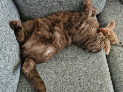 Maviglow™ Chase Bird